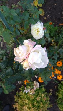Arī baltrozā rozēm vēl ziedu gana, pietika pat vienam teātra gājienam pušķi saplūkt
